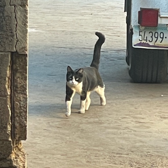 Meet your Posher, Clara - Picture 3 of 5